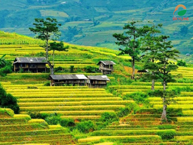 mu-cang-chai-2