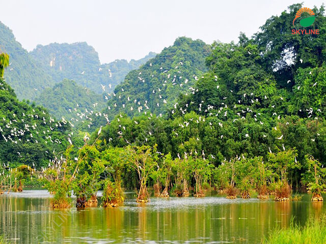 ve-dep-cua-vuon-chim-thung-nham